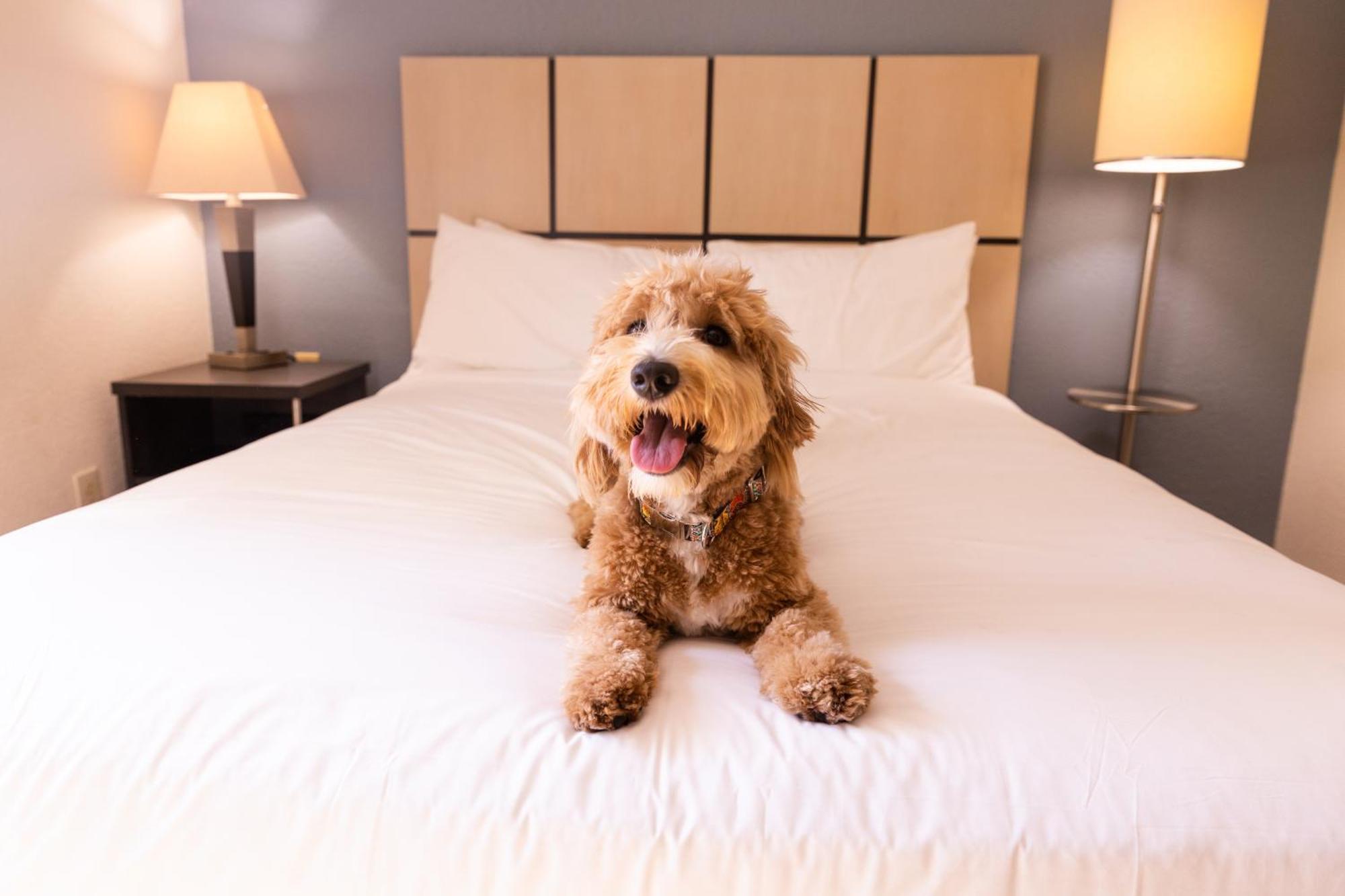 Sonesta Simply Suites Memphis East Poplar Pike Buitenkant foto
